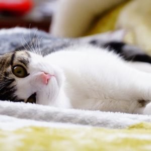 ¿Cómo cuidar a un gato?: Claves para hacer feliz a tu minino ??
