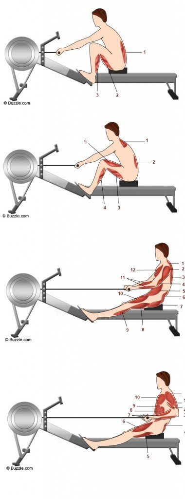 músculos activados durante el remo